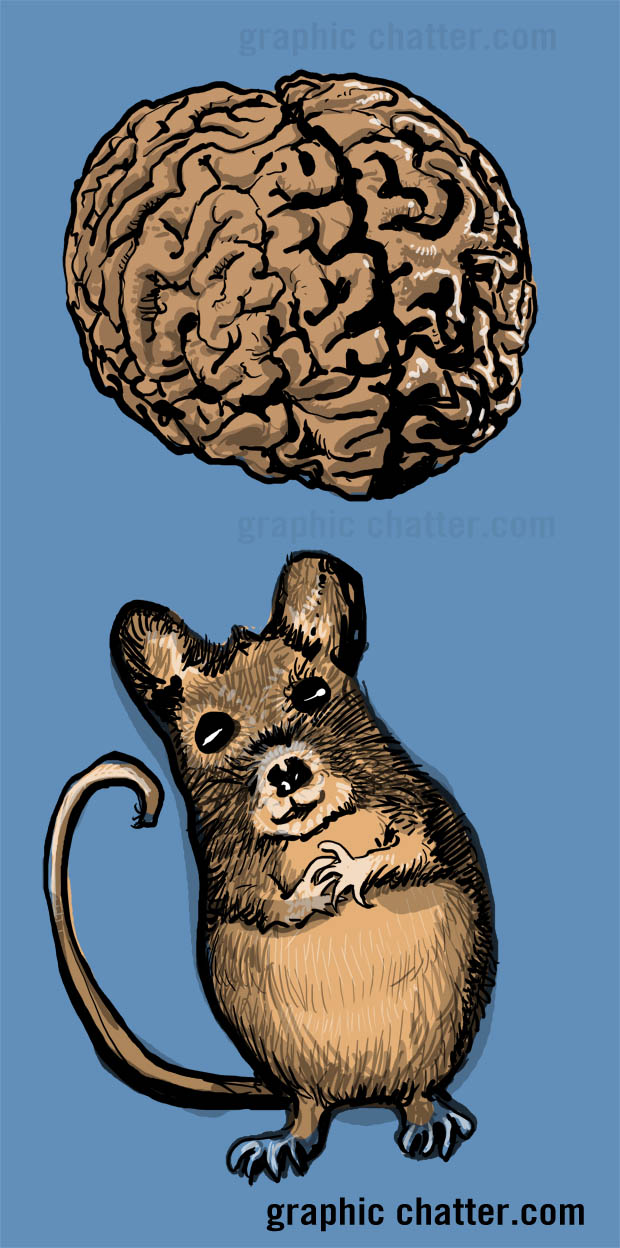 Mouse Brain